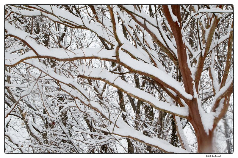 _5SB9611 snowy branches 2.jpg